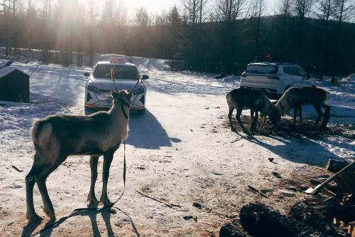 Under bright sunlight, three reindeer wearing reins graze in a clearing next to parked cars.