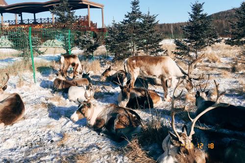 Several reindeer rest and graze in a fenced-in area, next to a covered viewing area.