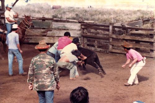 Hawaiian rodeo