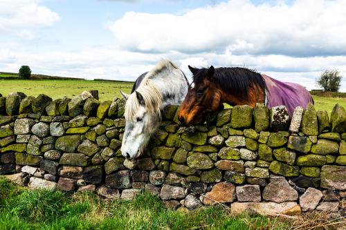 Dry-stone walls in Derbyshire, England