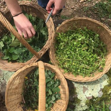 From above, three wicker baskets full of different green herbs. A pair of hands, one holding scissors, drops leaves into one basket.