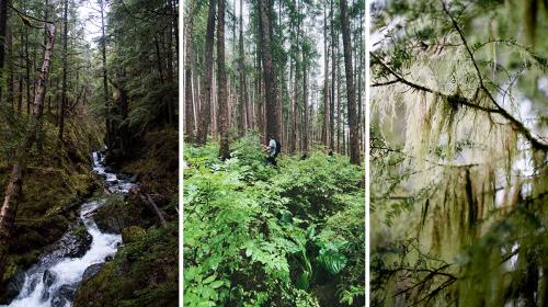 Three photos of a dense forest. In one, a creek rushes through a mossy ravine, and in another a person hikes through the understory.