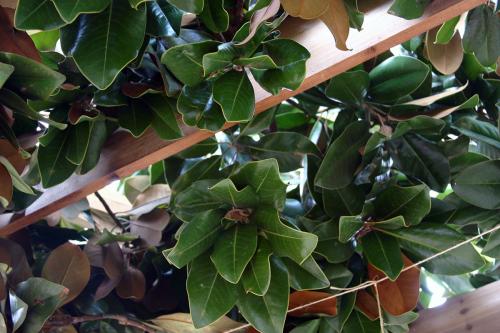 Close-up on a trellis roof lined with greenery.