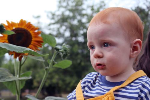 A baby with red hair and yellow overalls looks into the distance, with a sunflower of matching colors behind him.