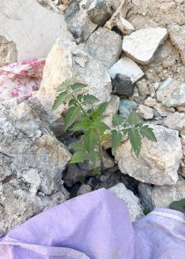 A small green plant grows between pieces of rubble.