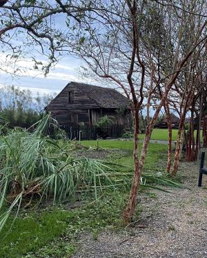 A wood cabin and wooden fence show damage from a recent storm. In the foreground, plants and leaves are blown over sideways due to recent high winds.