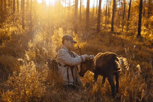 In glowing yellow sunlight and underbrush, a man kneels on the ground adjusting the reins on a brown reindeer.