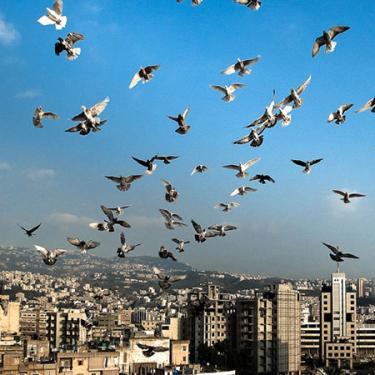 A flock of birds flies in the air in front of a scenic depiction of the skyline of Bourj Hammoud, Lebanon, and the blue sky.