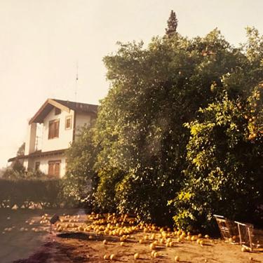 An old faded photograph shows a white, two-story farmhouse obscured by a grove of citrus trees.