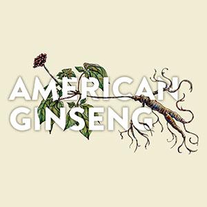 Watercolor illustration of plant with red berry cluster, green leaves, and brown curling roots. White text: American Ginseng.