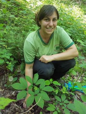 A woman wearing a green T-shirt squats in a field of green plants and reaches down toward a large, flowering, ginseng plant. 