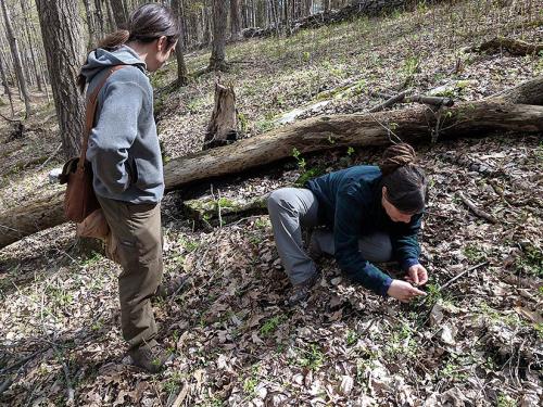 A woman kneels on the forest ground and inspects a plant there while a man standing to her right, our left, watches her. 