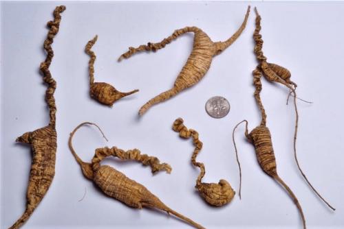 Several brown ginseng roots with interesting neck shapes are arranged around a quarter for scale. 