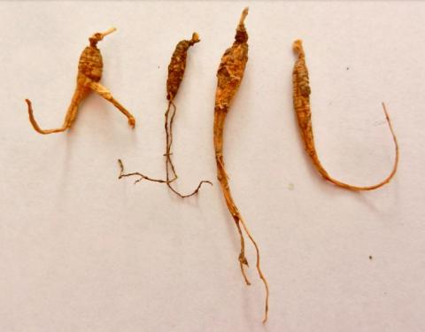 Four tan ginseng roots of various lengths are arranged in a horizontal row. 