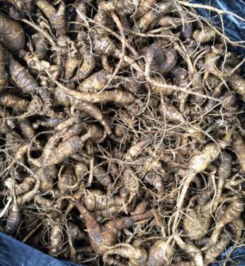 A large pile of brown ginseng roots encompasses the entire frame. 