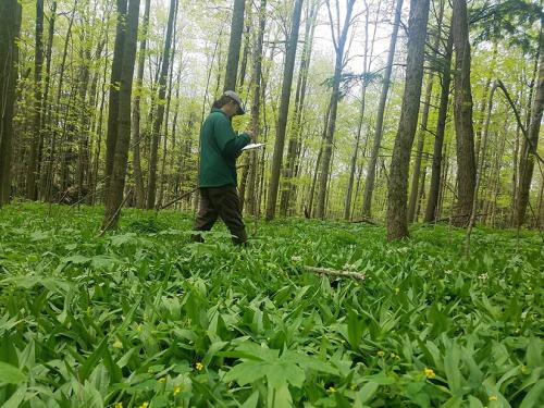A man wearing a long-sleeved green shirt and baseball cap walks through a field of leafy plants while taking notes on a clipboard. 