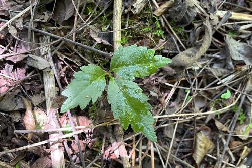 Plant sprout with three jagged-edged leaves growing from ground covered in dead brown leaves.