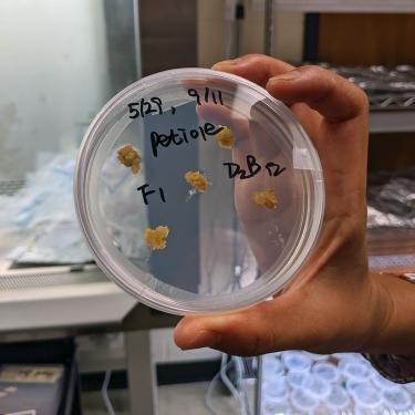 A hand holds up a petri dish with five specimens in it. Written in black marker on the dish: 5/29, 9/11, petiole, F1, D2B12. 