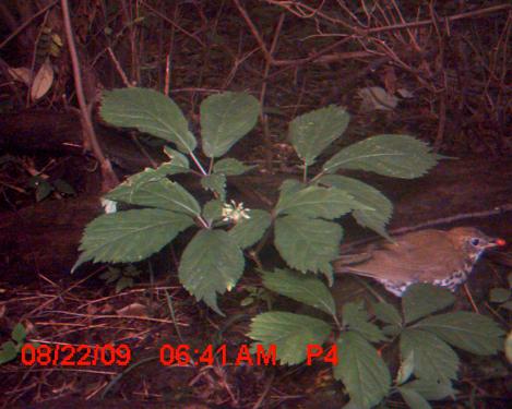 A small brown bird with a red ginseng berry stands on the ground to the right of a green ginseng plant. A time stamp in red text on the bottom left corner reads: 08/22/09 06:41 AM P4. 
