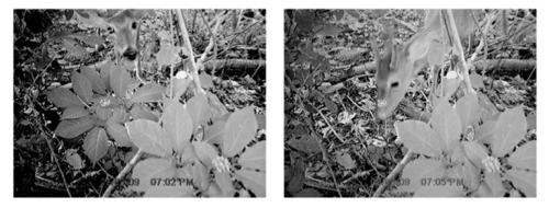 Two images of a deer sniffing around a ginseng plant. A partially legible timestamp in the bottom of the frame reads: 07:05 PM. Black and white.  