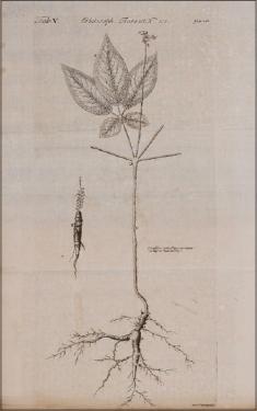 A ginseng plant and root runs vertically down the center of the image. Black and white drawing. 