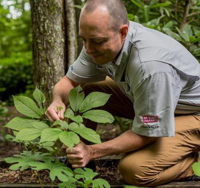 A man kneels over a ginseng plant’s large green leaves. He is wearing a shirt with a patch that says NC State University. 