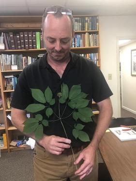 A man looks down at the large plant specimen he is holding in front of his chest. The plant features big green leaves. 
