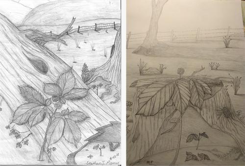 Two drawings of a ginseng plant with large leaves and berries. In the left-hand drawing the plant stands in front of a hollow log, in the right drawing it is in front of a stump. 