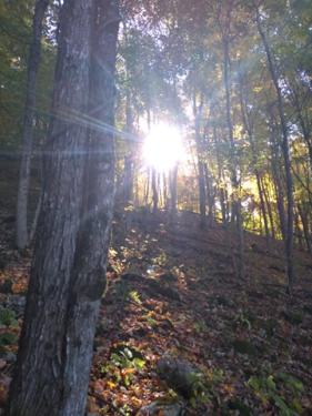 A wooded hill gently slopes upward, and the sun brightly shines through the trees. 