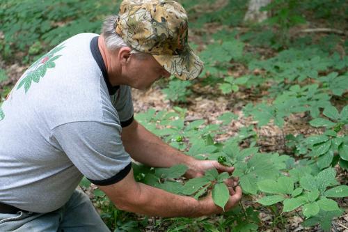 A man wearing a camouflage baseball cap kneels on the ground in a field of green leafy plants.