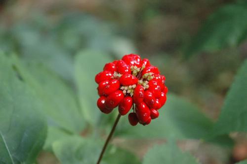 Close-up of a bunch of bright red ginseng berries.