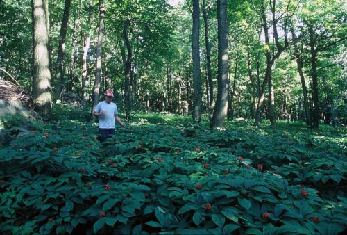 A man wearing a red baseball cap stands in the woods surrounded by ginseng plants. The plants are tall with full leaves and bunches of bright red berries. 