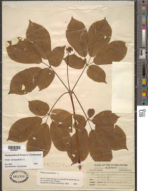 A pressed, brown ginseng branch and leaves with a number of cards and stickers at the bottom providing information about the specimen and its origins. A color scale runs along the top half of the image’s right border.  