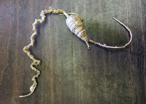 A dried ginseng root sits on a dark wooden table.
