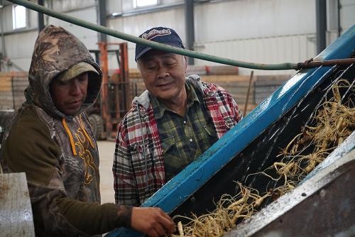 An older man wearing a baseball cap stands to the right of a younger man. Both men are looking down at a metal machine filled with ginseng roots.