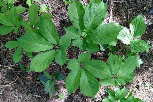 A direct aerial shot of a patch of bright green ginseng plants. 