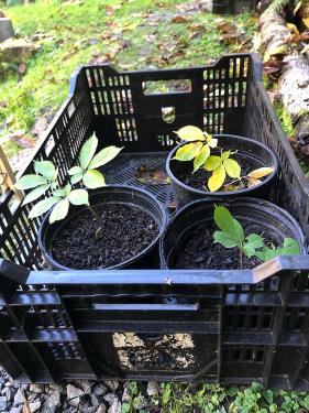 A plastic crate holds three black planters, each with a ginseng plant growing in it. 