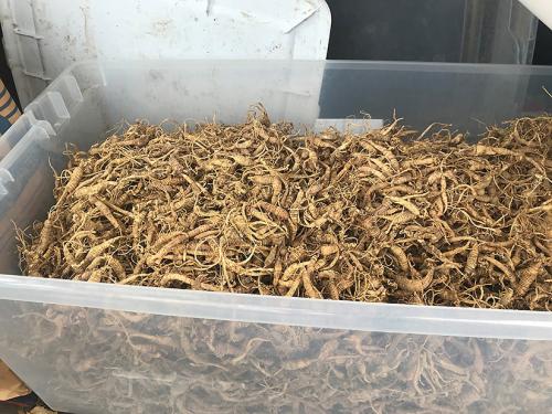 A large, clear plastic tub filled with tan ginseng roots encompasses the entire frame. 