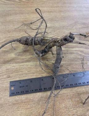 A single dark brown ginseng root measuring seven inches is above a metal ruler. 