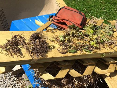 A line of ginseng roots sits outside on a plank of wood. The roots on the right still have green leaves. 