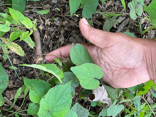 A hand coming from the right of the frame cups some green, leafy plants. 