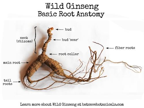 A brown ginseng root fills the center of the frame surrounded by seven labeled arrows that identify different parts of the root. Diagram title: Wild Ginseng - Basic Root Anatomy. 