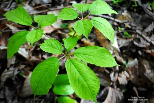 The bright green leaves of a ginseng plant fill the frame against the dull brown forest floor in the background. 