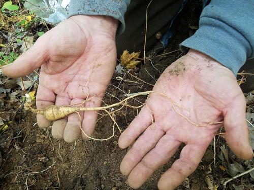 Two hands hold up a long, white ginseng root. 