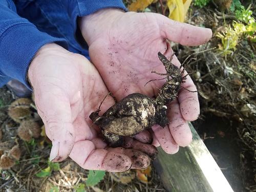 Two hands hold up a bulbous, white ginseng root still covered in dirt. 