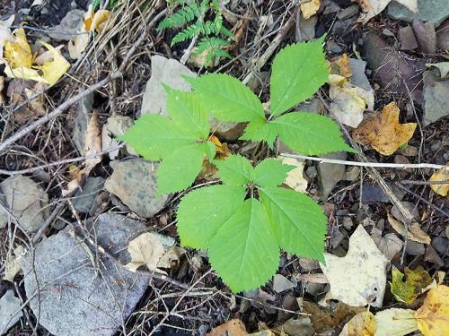 A bright green ginseng plant grows out of a rocky forest floor. Aerial shot. 