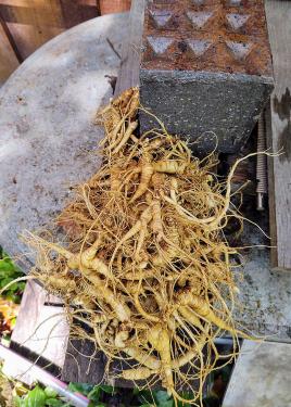 A large pile of tan ginseng roots. 