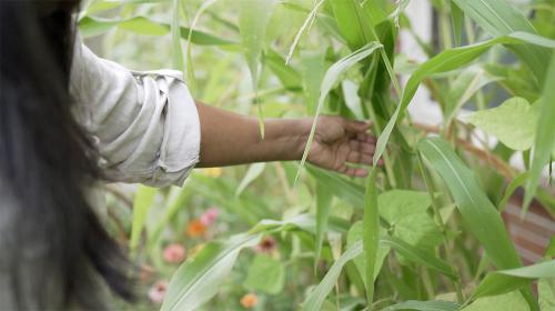A woman reaches her hand from the left side of the frame toward a corn stalk. 