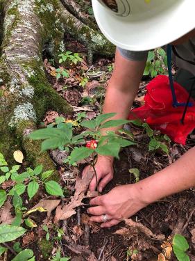 A person kneels in the dirt, most of their body outside of the frame, with their hands on either side of a ginseng plant. The top of the plant has green leaves and bright red berries. 