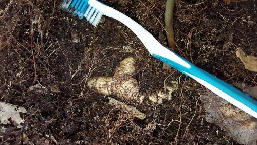 A blue and white plastic toothbrush lies on the dirt ground above a partially exposed ginseng root. 